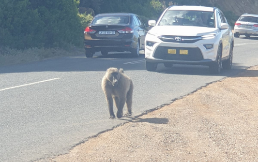 Chacma Baboon - Cape point Tour by Rosina- Cape Town