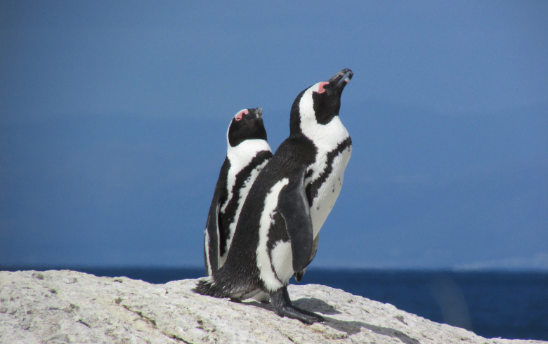 African penguins at Boulders Beach - Cape point Tour with Rosina - Cape Town