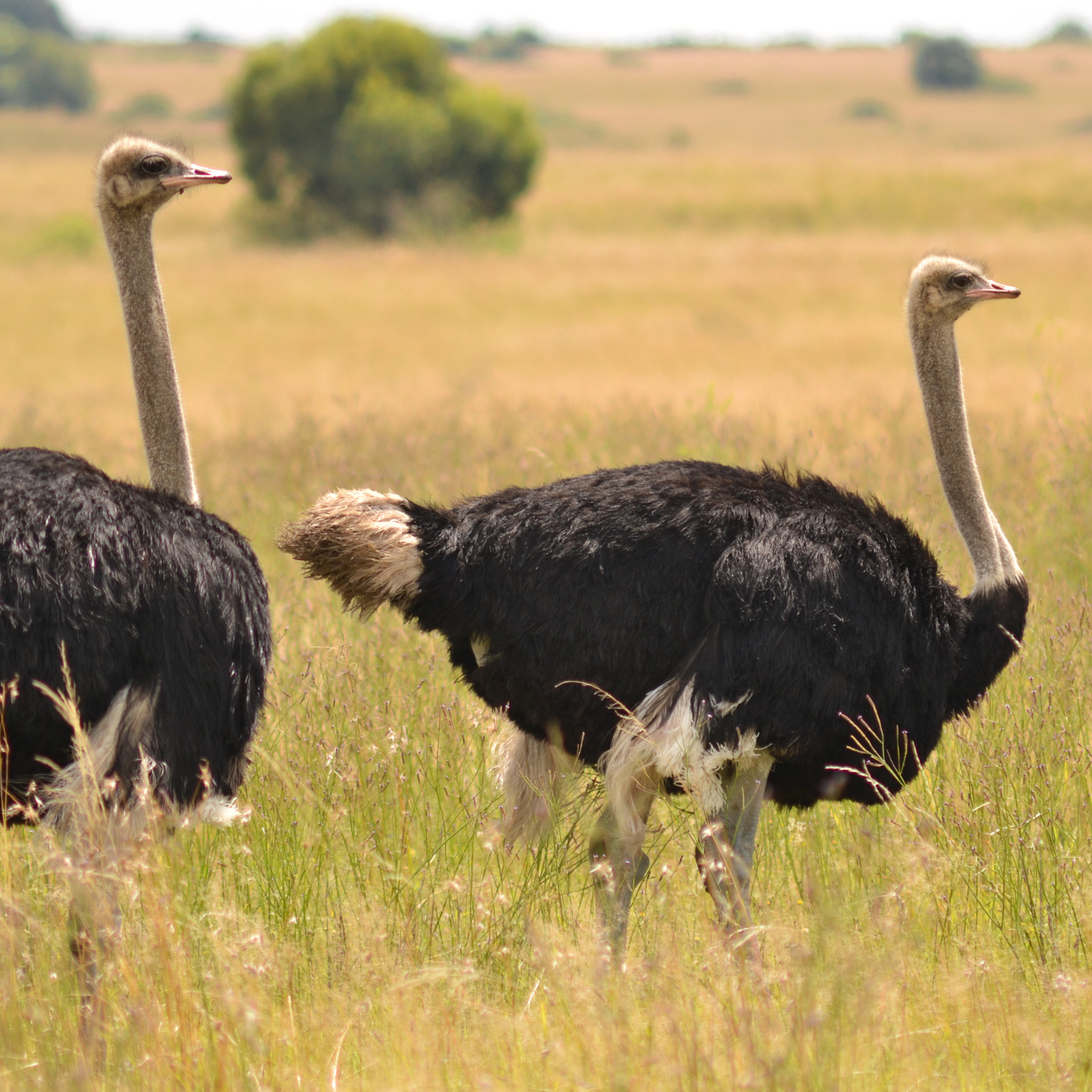 Garden Route Tour Private - Four Days, Three Nights