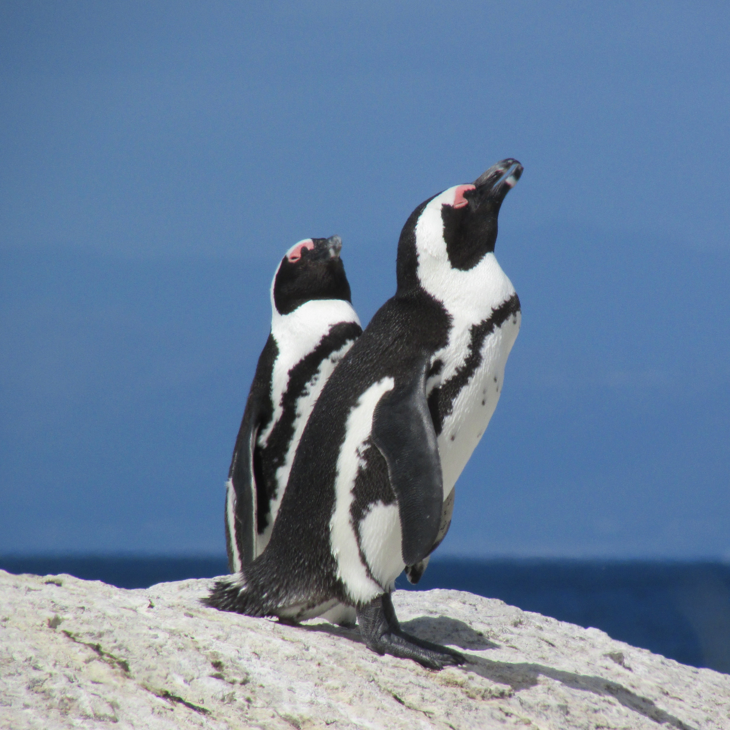 Cape Point Private Tour - Full Day