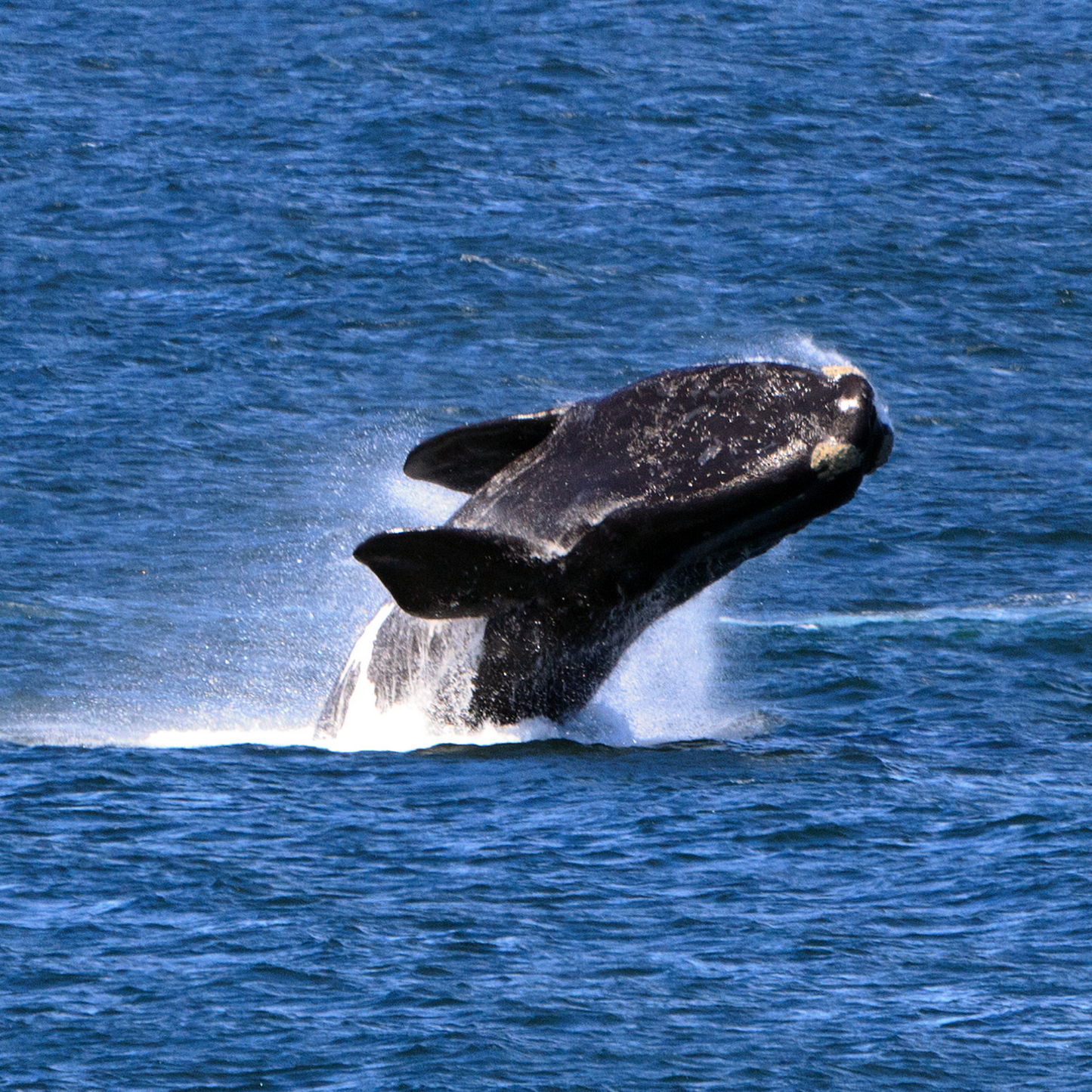 Whale Tour Private - Hermanus