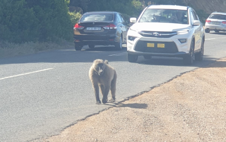 Chacma Baboon - Cape point Tour  by Rosina- Cape Town