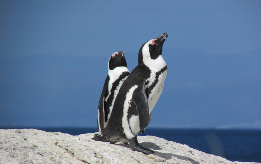 African penguins at Boulders Beach - Cape point Tour with Rosina - Cape Town