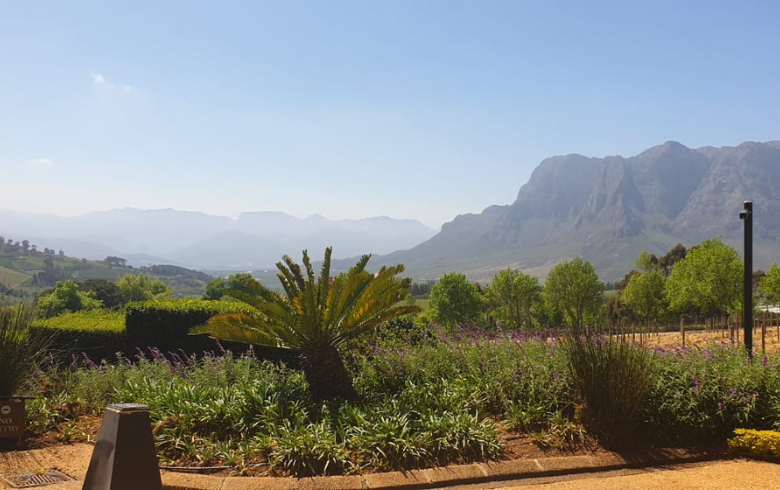 From Vine to Glass: Discovering the Essence of the Cape Winelands Tour in Stellenbosch, Franschhoek, and Paarl