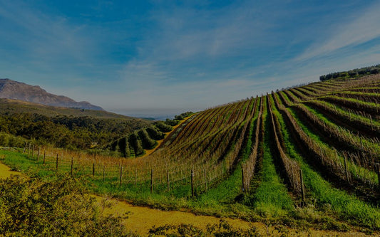 Winelands Tour  Private Half  Day