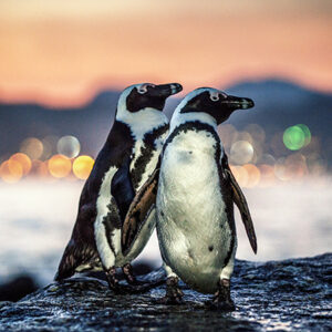 Private Cape Point Tour -  Half Day