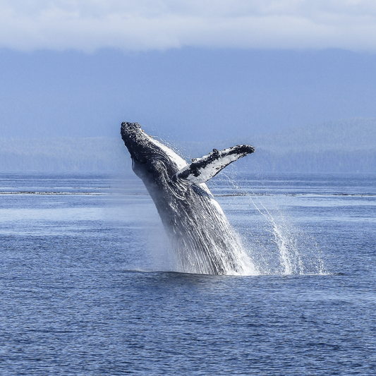 Whale Tour Private - Hermanus